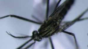 Primi caldi, sono tornate le zanzare. Come difendersi