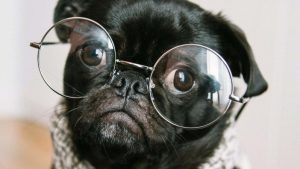 Invecchiamento, dal cane alla giraffa all’uomo: alla base c’è la stessa mutazione genetica