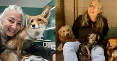 La cerbiatta Lussurzesa e gli altri: la veterinaria che cura gli animali feriti dall’uomo