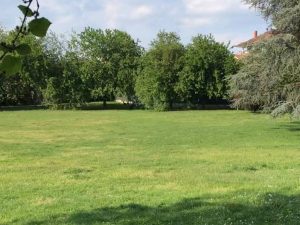 Raccolgono erbe al parco e i vigili le multano