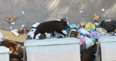 Peste suina, partono gli abbattimenti di cinghiali a Roma. Animali avvistati vicino ai parchi giochi