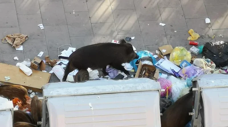 Peste suina, partono gli abbattimenti di cinghiali a Roma. Animali avvistati vicino ai parchi giochi