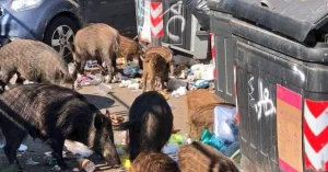 Peste suina, il sottosegretario Costa, domani firma ordinanza per zona Roma