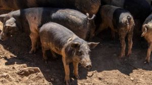 Peste suina Roma, pronta l’ordinanza. Costa: “Zona rossa e abbattimento dei cinghiali”