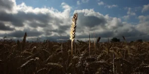 La crisi alimentare che abbiamo davanti