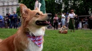I corgi sono i grandi protagonisti della parata in onore della Regina
