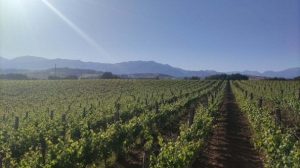 Il Sangiovese? Uno studio rivela: il vitigno è “figlio” della Calabria