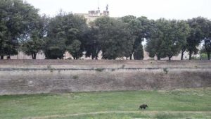 Roma, allarme in pieno centro: cinghiale a spasso sotto Castel Sant’Angelo