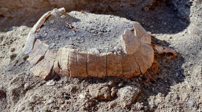 Pompei, l’ultima sorpresa: una tartaruga con l’uovo