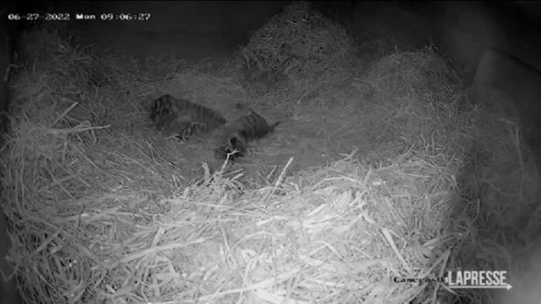 Allo zoo nascono tre rari cuccioli di tigre di Sumatra