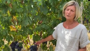In vigna (e in cantina) alla scoperta del Nebbiolo