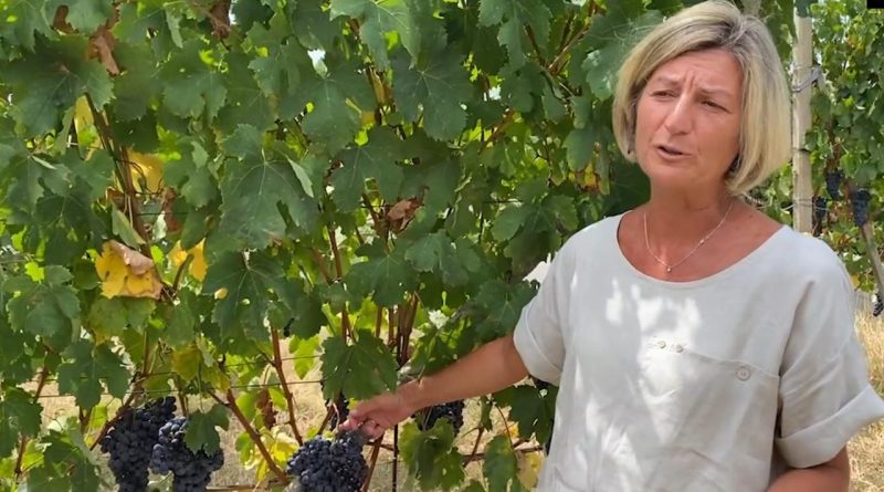 In vigna (e in cantina) alla scoperta del Nebbiolo