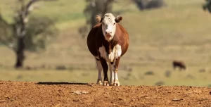 L’uomo che salvò l’Australia dallo sterco