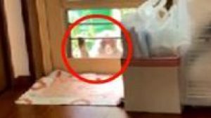 Allarme per i macachi a Yamaguchi: decine le aggressioni in un mese