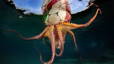 Il polpo col pallone e la medusa con la cannuccia: l’inquinamento marino in mostra a Procida