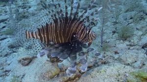 Le 4 specie aliene di pesci del Mediterraneo pericolose per l’uomo