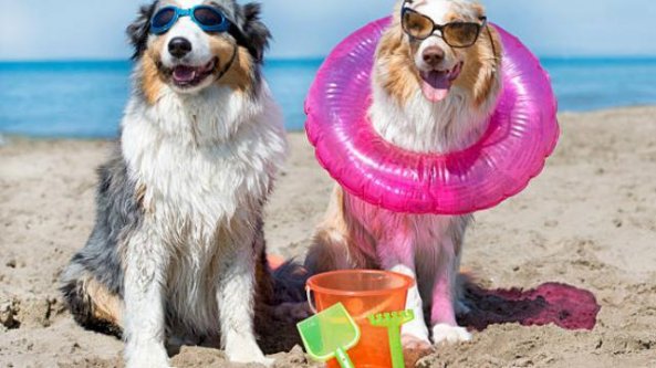 In spiaggia con il cane: il decalogo delle vacanze   