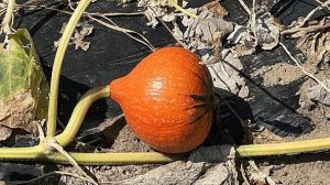 Zucche, la siccità anticipa anche la notte di Halloween  di Jacopo Fontaneto