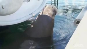 Il tricheco che gioca con le barche a Oslo potrebbe essere abbattuto: si avvicinano troppi curiosi