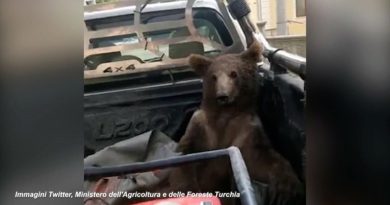 Cucciolo di orso mangia il “miele pazzo” e si “ubriaca”: soccorso mentre barcollava e salvato dai veterinari – Video