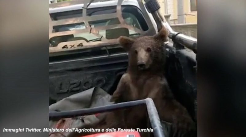 Cucciolo di orso mangia il “miele pazzo” e si “ubriaca”: soccorso mentre barcollava e salvato dai veterinari – Video