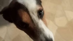 “I cani piangono di gioia e si emozionano quando rivedono il padrone”