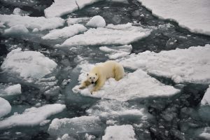 Frosty Foreign Relations: U.S. Arctic Ambassador Position is Underway, State Department Announced