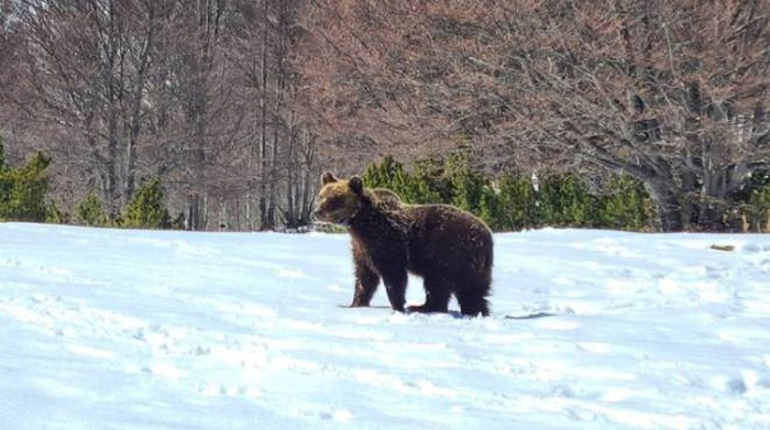 Juan Carrito, l’orso più famoso d’Abruzzo e l’incursione a Pizzoferrato