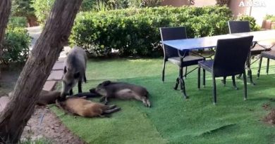 Sardegna, una famiglia di cinghiali “si rilassa” nel giardino di una casa a Costa Paradiso – Video