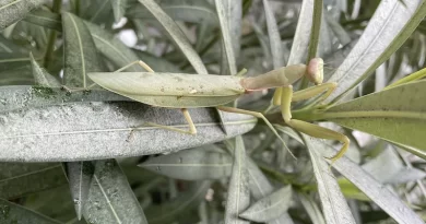 Avete trovato anche voi delle mantidi in balcone?