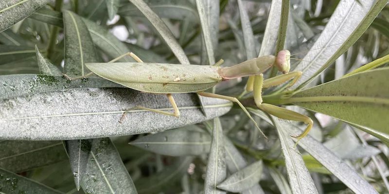 Avete trovato anche voi delle mantidi in balcone?