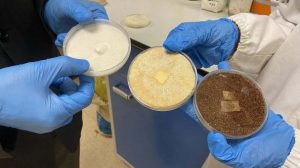 La carne ottenuta dagli scarti ha più proteine e più gusto