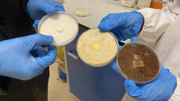 La carne ottenuta dagli scarti ha più proteine e più gusto
