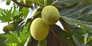 L’albero del pane potrebbe tornare utile
