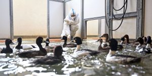 Negli ultimi due anni l’epidemia di influenza aviaria in Europa è stata la più grave mai osservata finora, dicono le autorità europee
