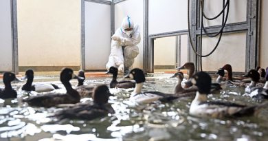 Negli ultimi due anni l’epidemia di influenza aviaria in Europa è stata la più grave mai osservata finora, dicono le autorità europee