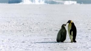 Lo studio: la microplastica è anche in Antartide ma il pinguino imperatore è salvo