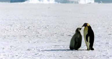 Lo studio: la microplastica è anche in Antartide ma il pinguino imperatore è salvo