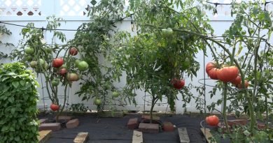 Breaking news: Una famiglia di Clarksburg celebra l’eredità italiana coltivando pomodori – WBOY.com