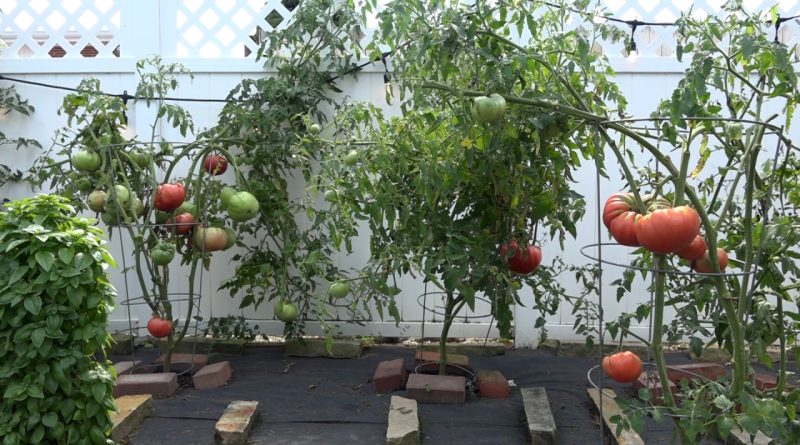 Breaking news: Una famiglia di Clarksburg celebra l’eredità italiana coltivando pomodori – WBOY.com