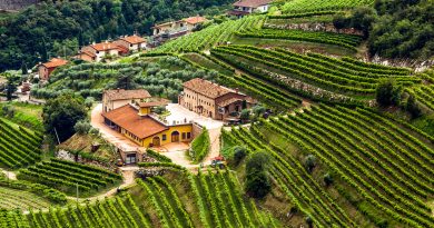 Breaking news: Vino 101: immersione nella regione italiana Valpolicella – VinePair