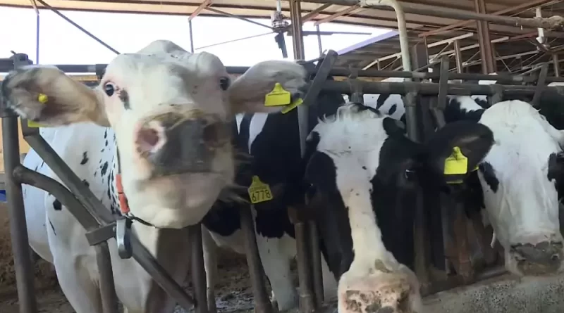 Breaking news: Ecco l’azienda agricola italiana che produce carburante per auto dalla cacca di mucca – Euronews