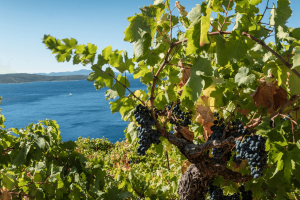 Breaking news: Punto di vista: “Portogallo, Spagna, Francia e Italia sono sulla linea di fuoco” – Come le colture geneticamente modificate potrebbero aiutare ad affrontare la grave siccità che affligge i terreni agricoli dell’UE – Progetto di alfabetizzazione genetica