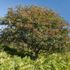 A ogni famiglia del Galles viene offerto un albero gratuito da ritirare a partire da domani