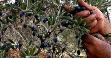 Breaking news: Il Pakistan e l’Italia collaborano per migliorare la produzione locale di olive – The Express Tribune