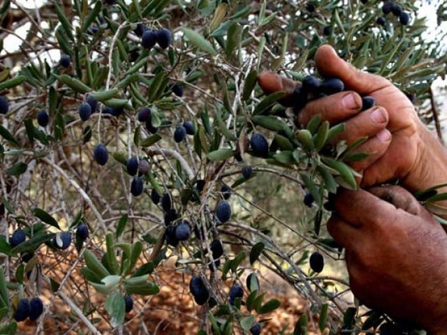 Breaking news: Il Pakistan e l’Italia collaborano per migliorare la produzione locale di olive – The Express Tribune