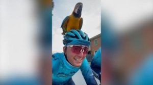 Morte Scarponi, il pappagallo Frankje si allena con Garofoli e Antonio Nibali. “Michele è con noi