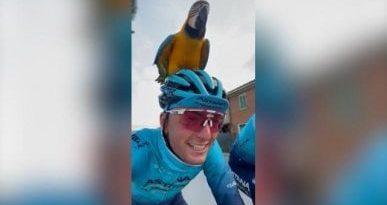 Morte Scarponi, il pappagallo Frankje si allena con Garofoli e Antonio Nibali. “Michele è con noi