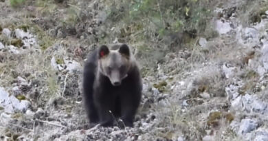 Morto l’orso Juan Carrito, investito da un’auto l’animale mansueto è diventato una star sui social per le sue scorribande