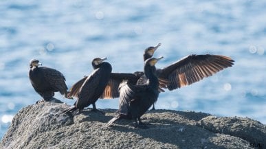 La concorrenza fra cormorani e pescatori: fra verità e fake news